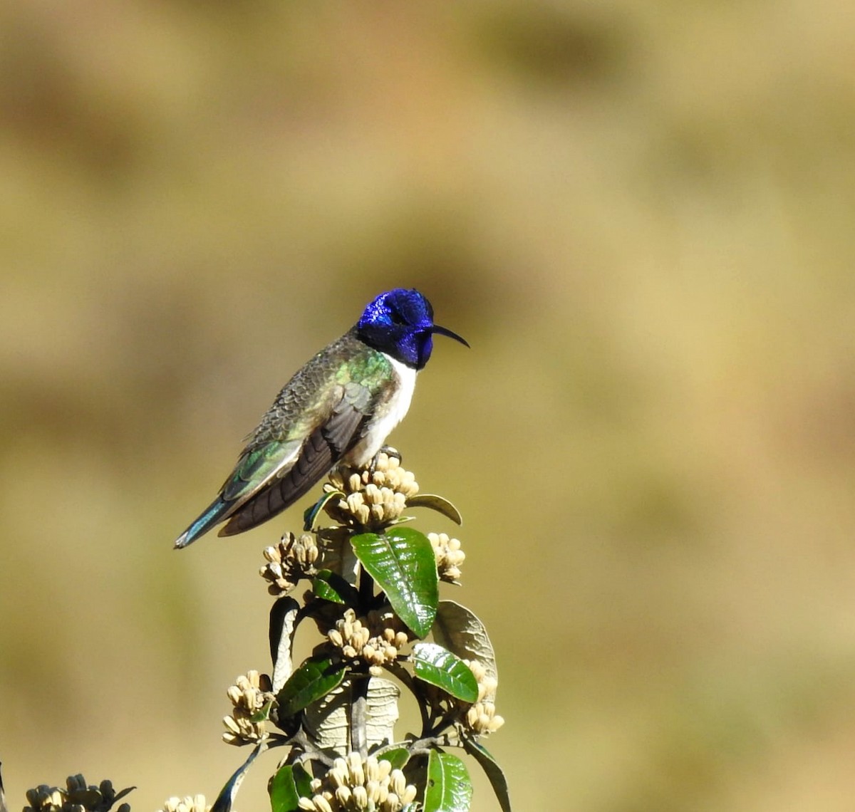 Ecuadorian Hillstar - ML647284756