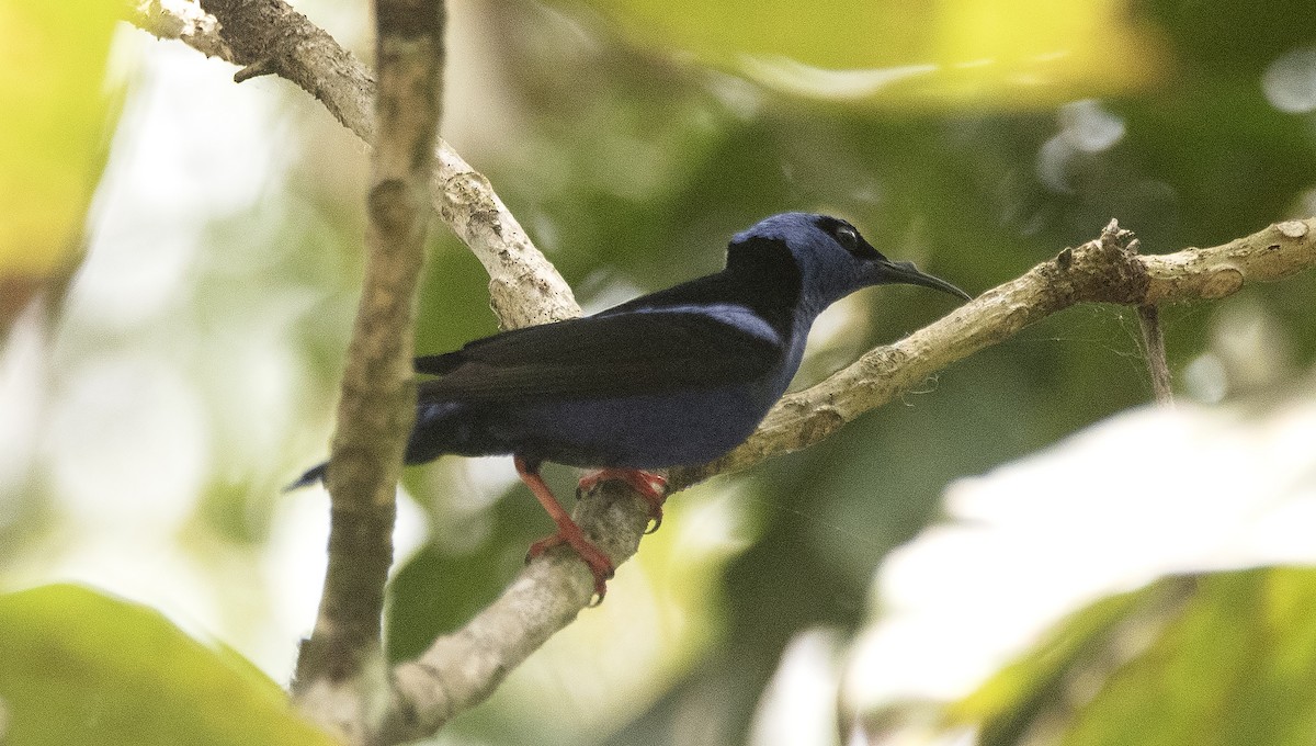 Red-legged Honeycreeper - ML647284763