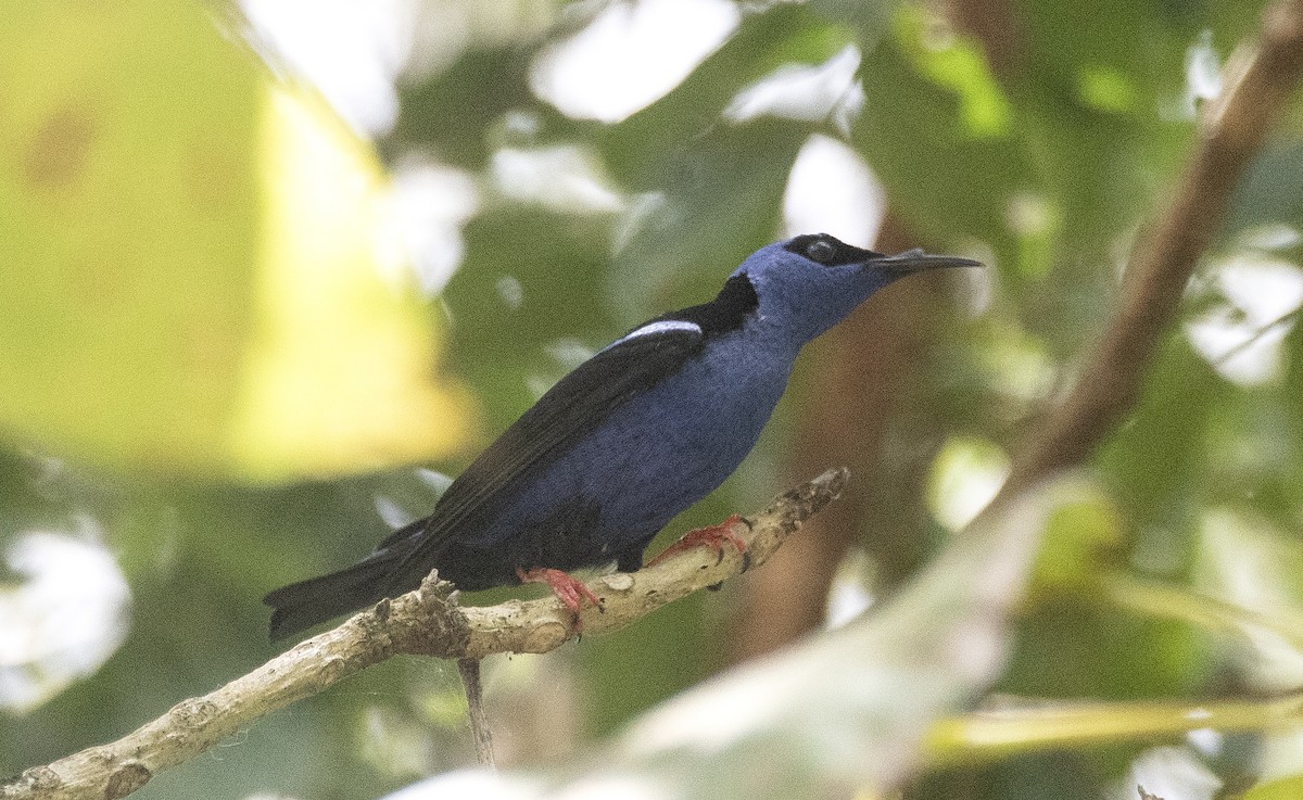 Red-legged Honeycreeper - ML647284764