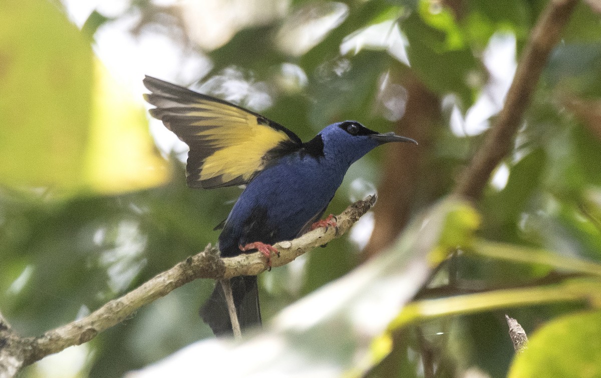 Red-legged Honeycreeper - ML647284765