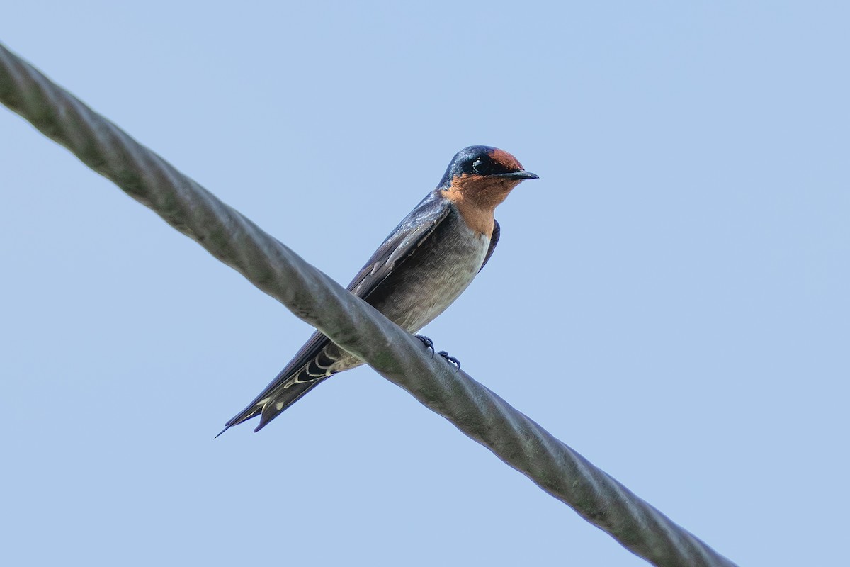 Pacific Swallow - ML647284766