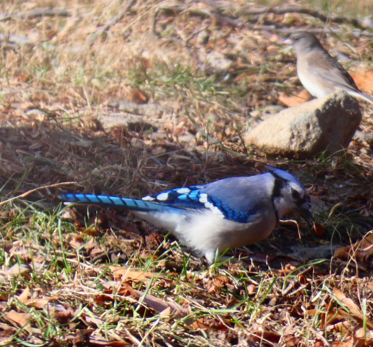 Blue Jay - ML647284774