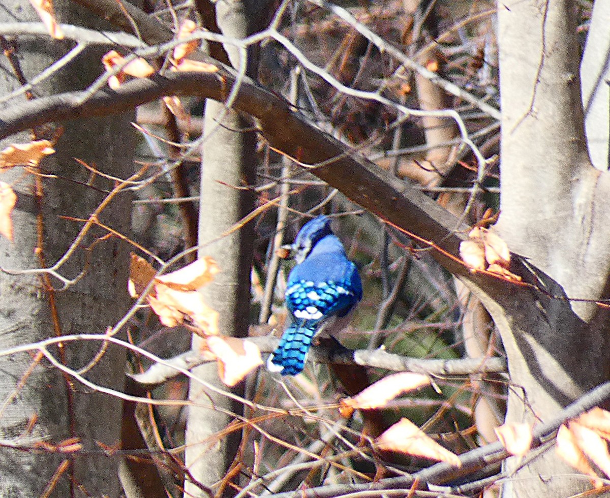 Blue Jay - ML647284775