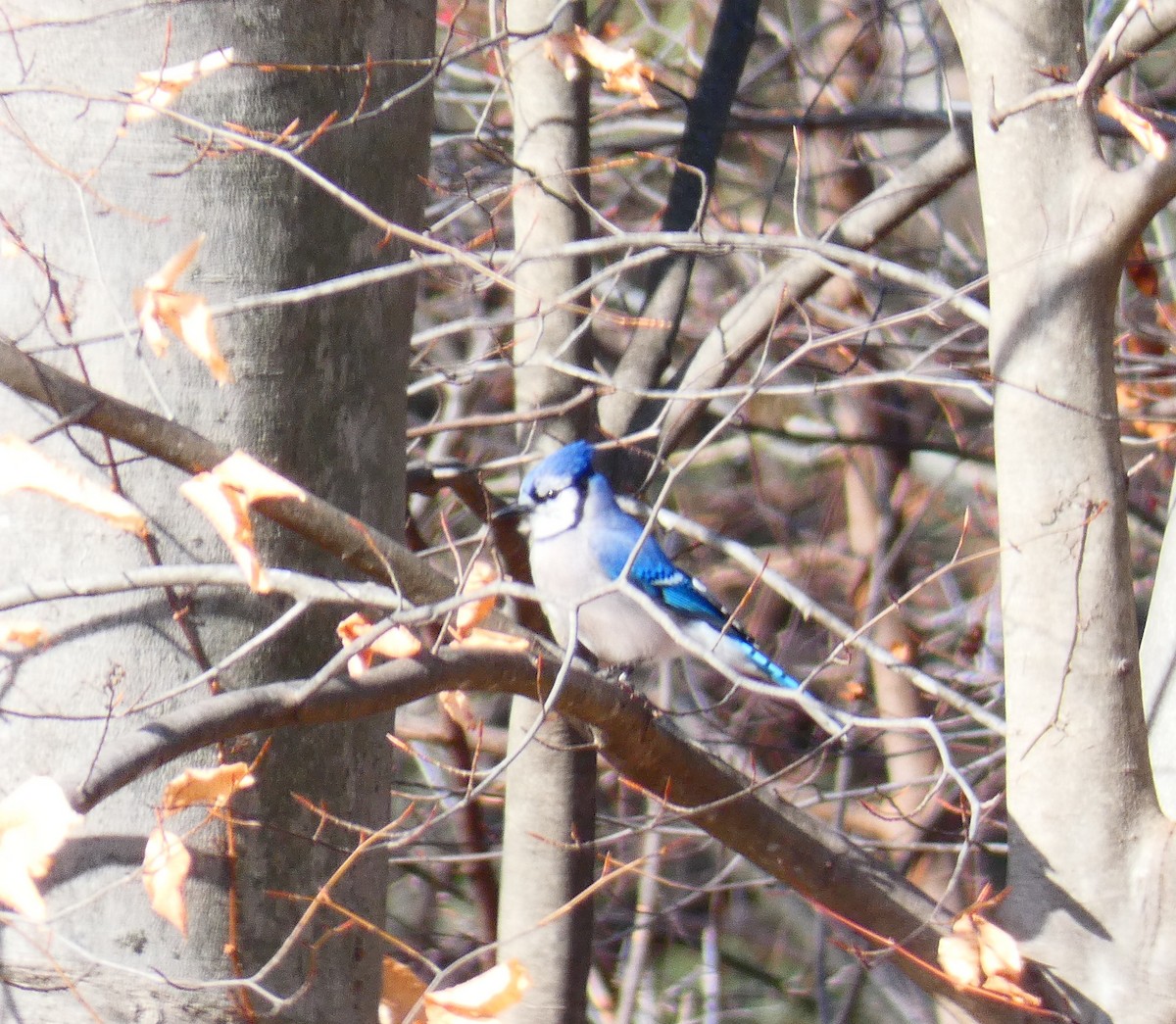 Blue Jay - ML647284776