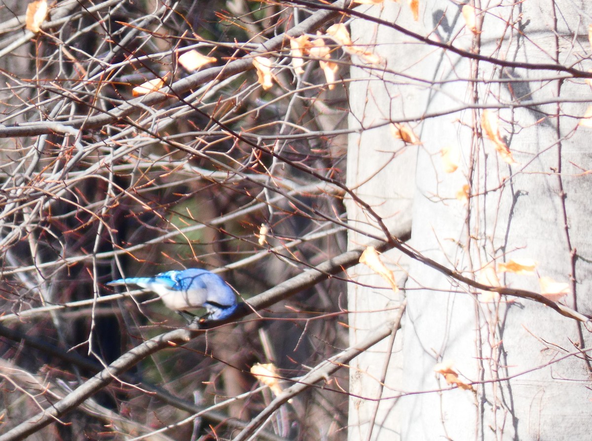 Blue Jay - ML647284777