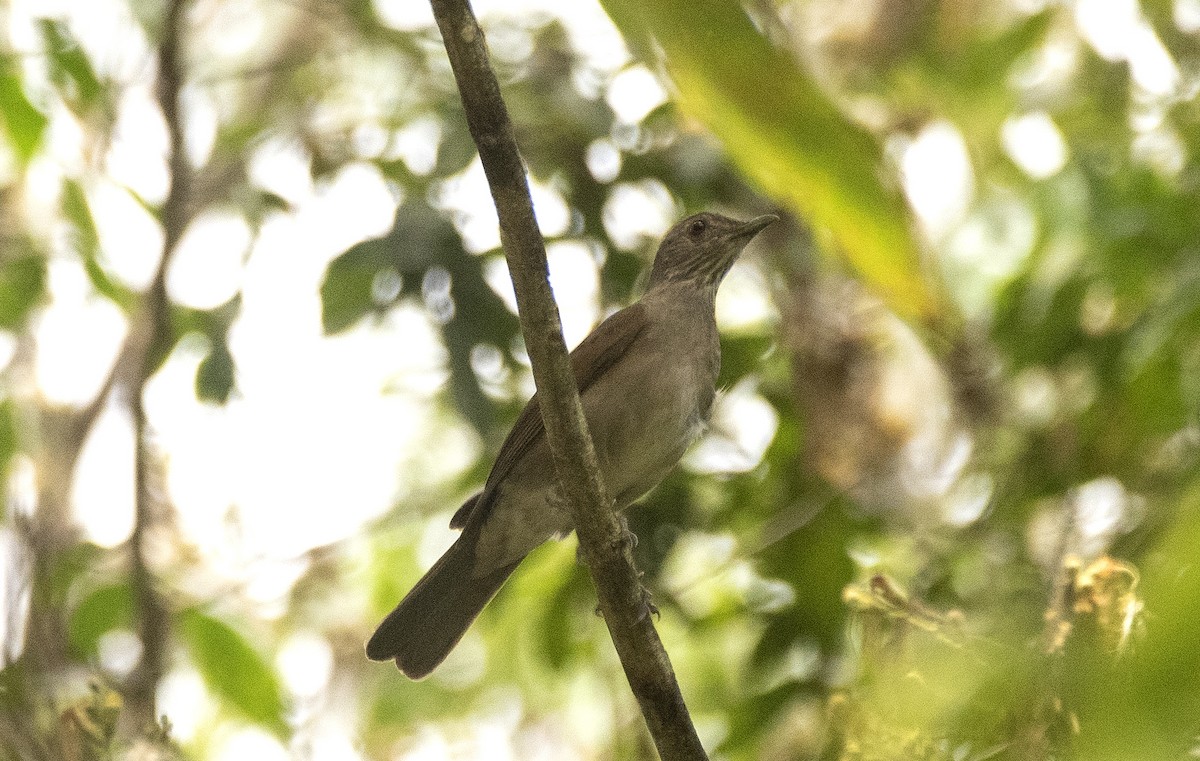 Pale-breasted Thrush - ML647284785