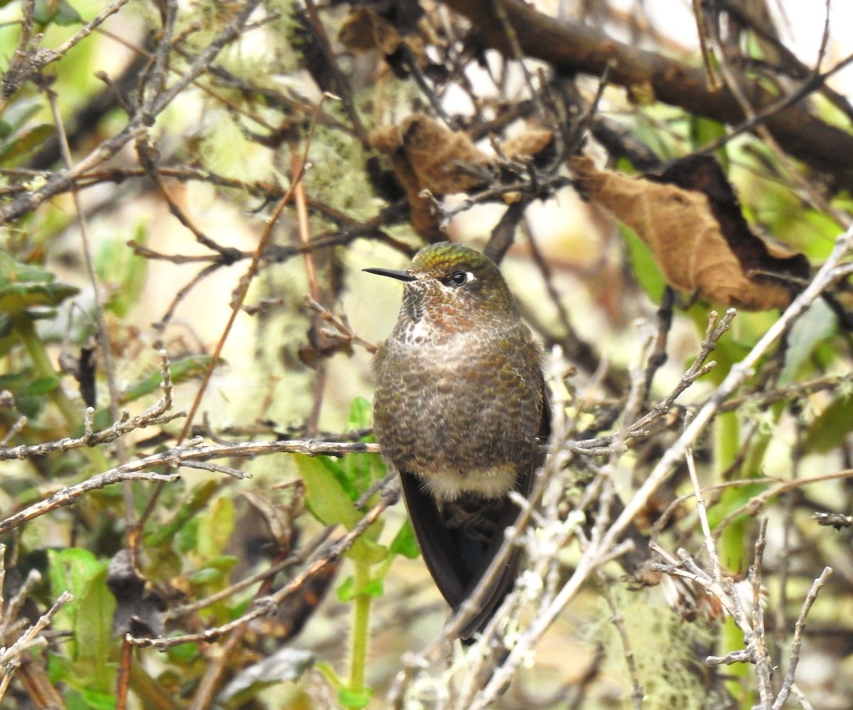 Blue-mantled Thornbill - ML647284789