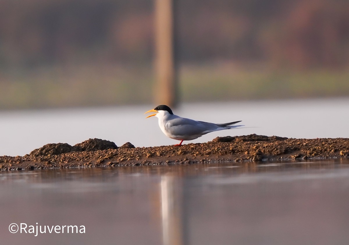 River Tern - ML647284796