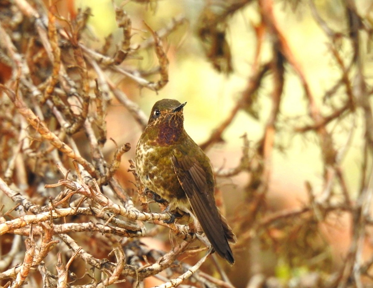Violet-throated Metaltail - ML647284797
