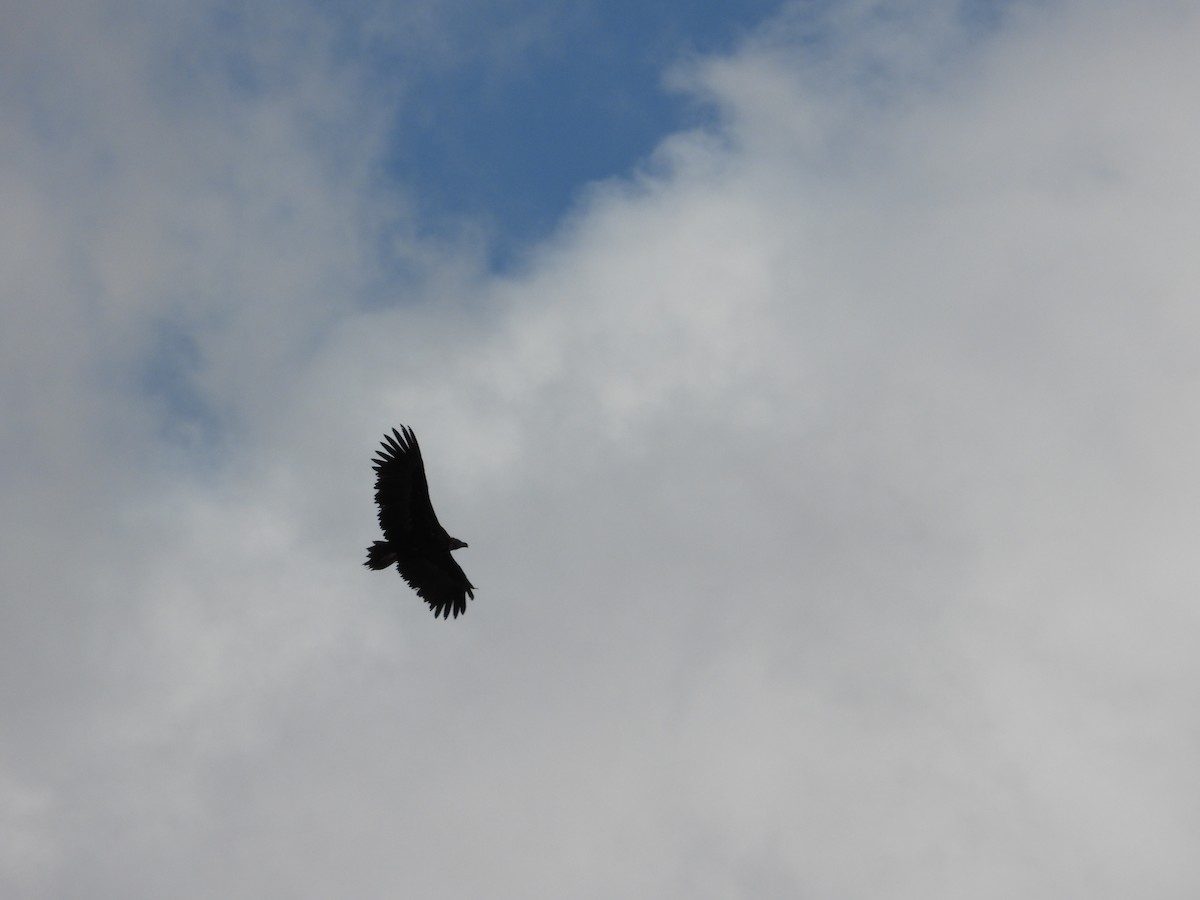 Sai beltza - ML647284805