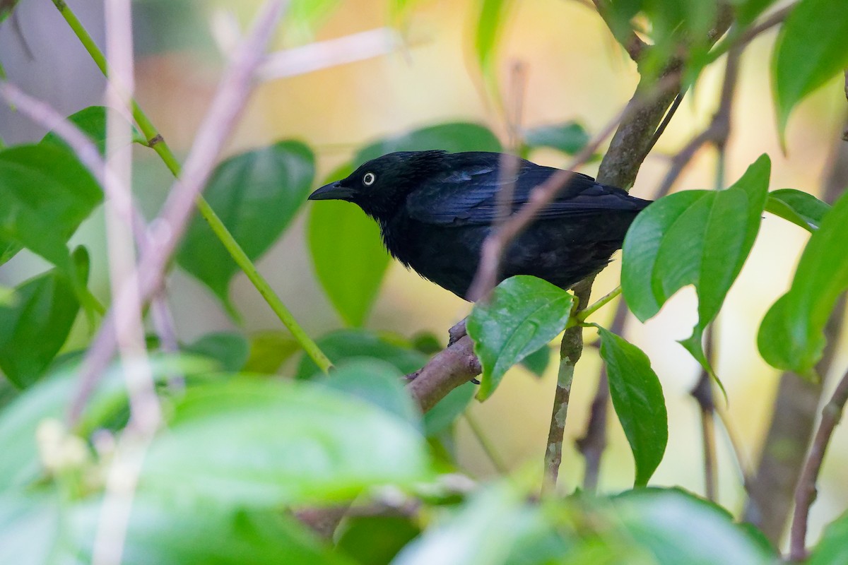 Malay Sığırcığı - ML647284814