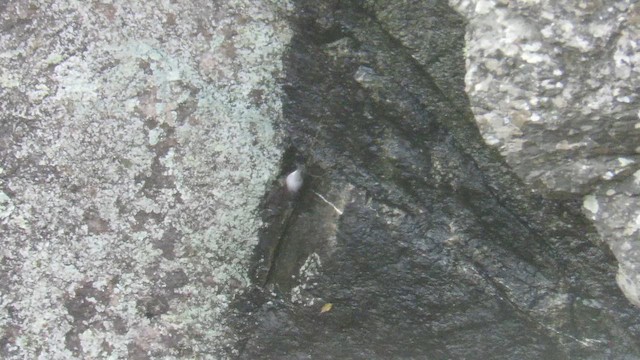 Wallcreeper - ML647284816