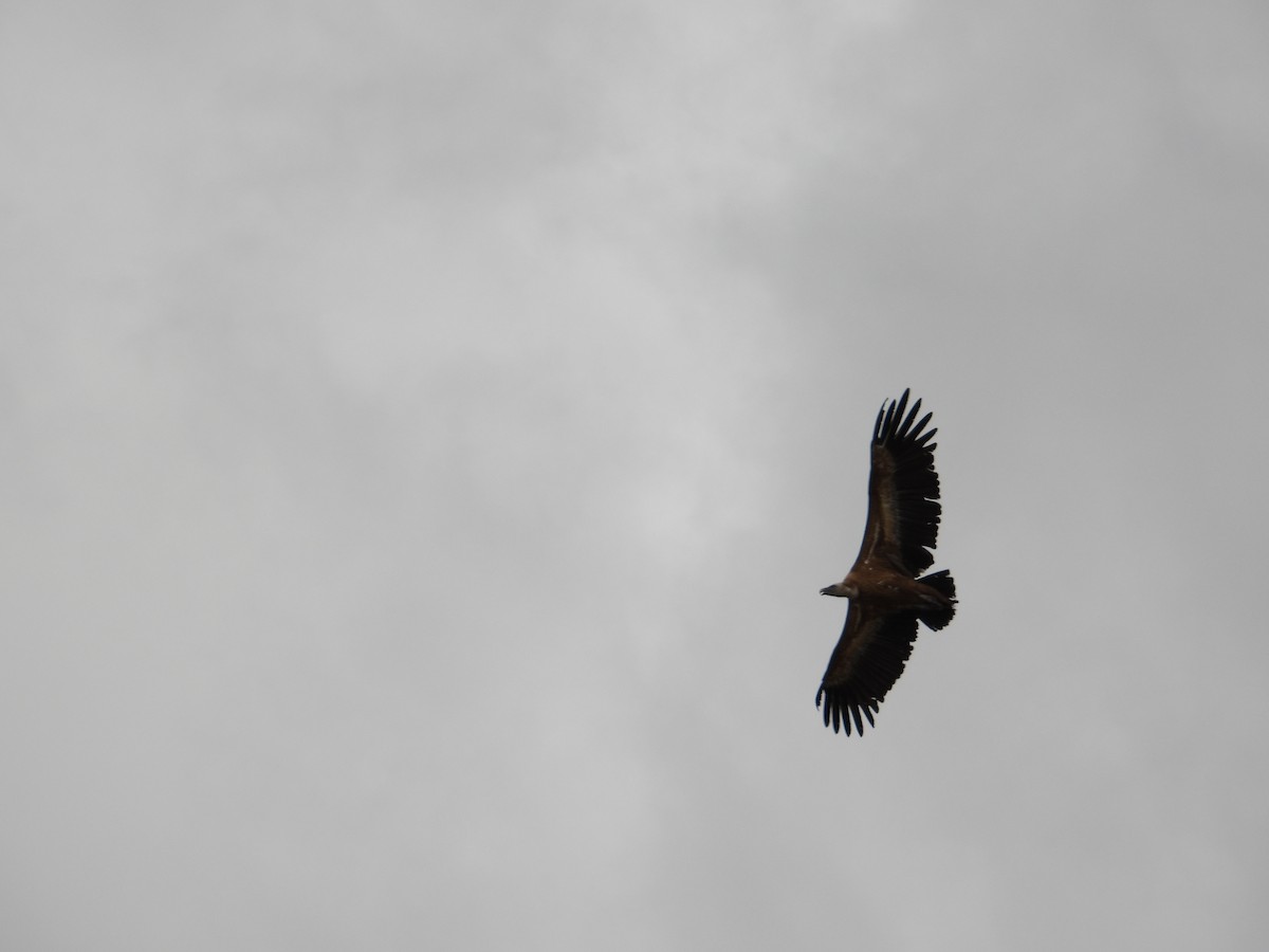 Eurasian Griffon - ML647284817