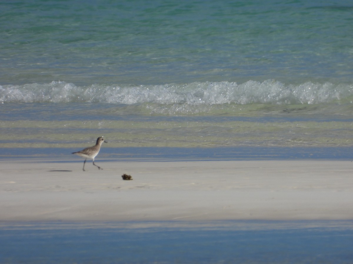 ダイゼン - ML647284820