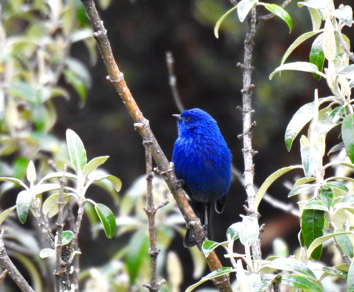 Tit-like Dacnis - ML647284822