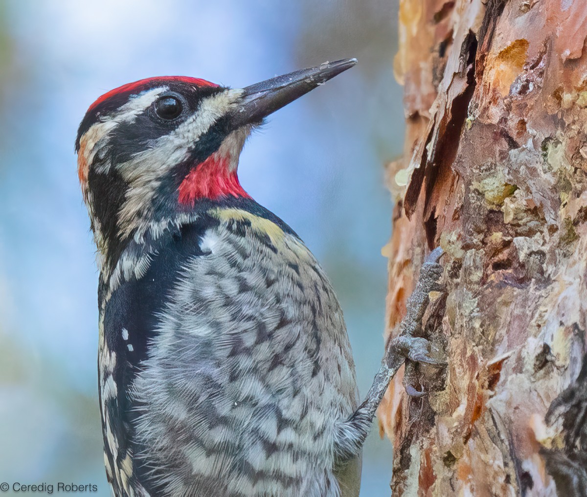 Red-naped Sapsucker - ML647284835