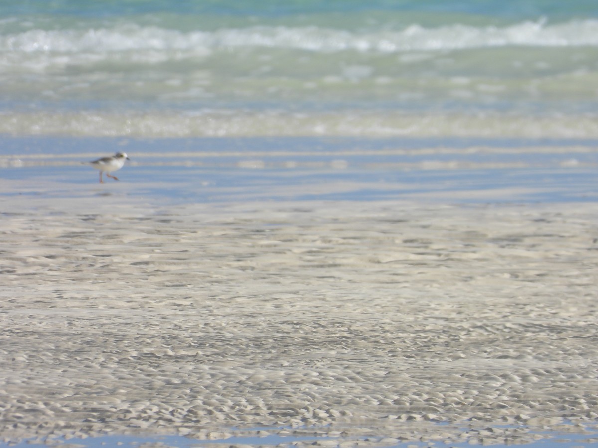 Flötenregenpfeifer - ML647284841