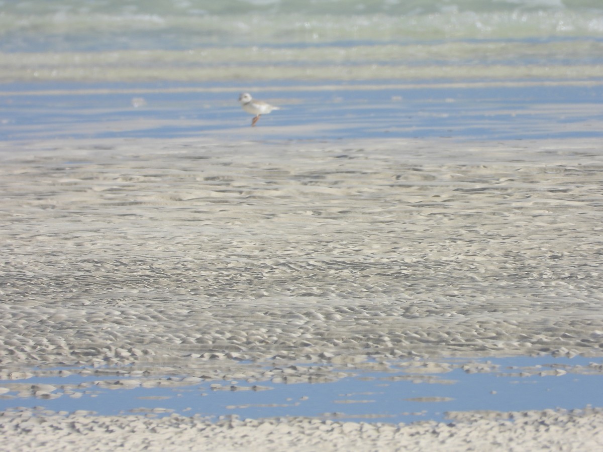 Flötenregenpfeifer - ML647284842