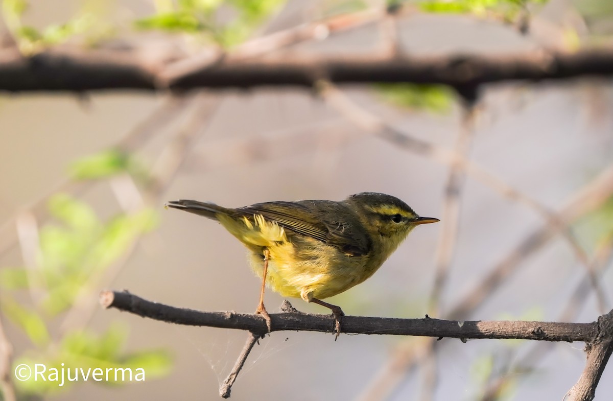 Tickell Çıvgını - ML647284852