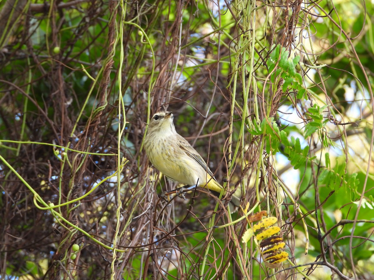 סבכון חום-כיפה - ML647284854