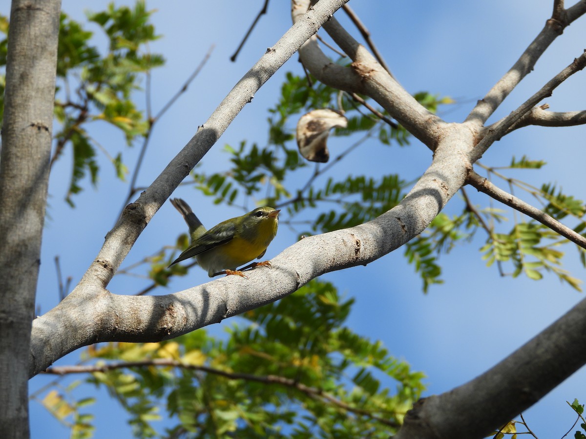 פרולה צפונית - ML647284856