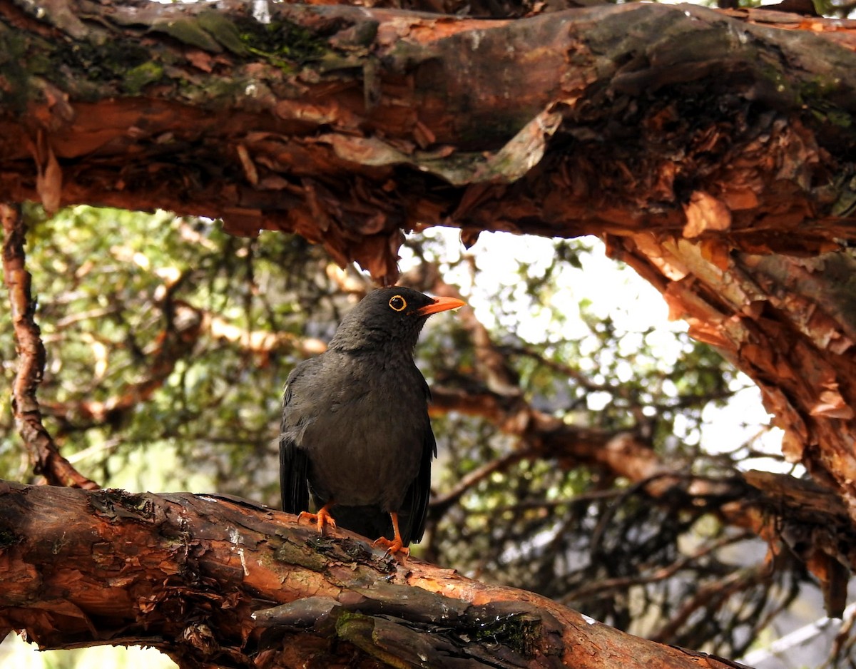 Great Thrush - ML647284859