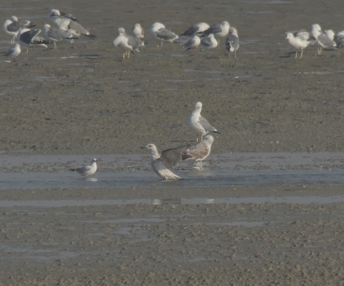 שחף בלתי-מזוהה - ML647284860