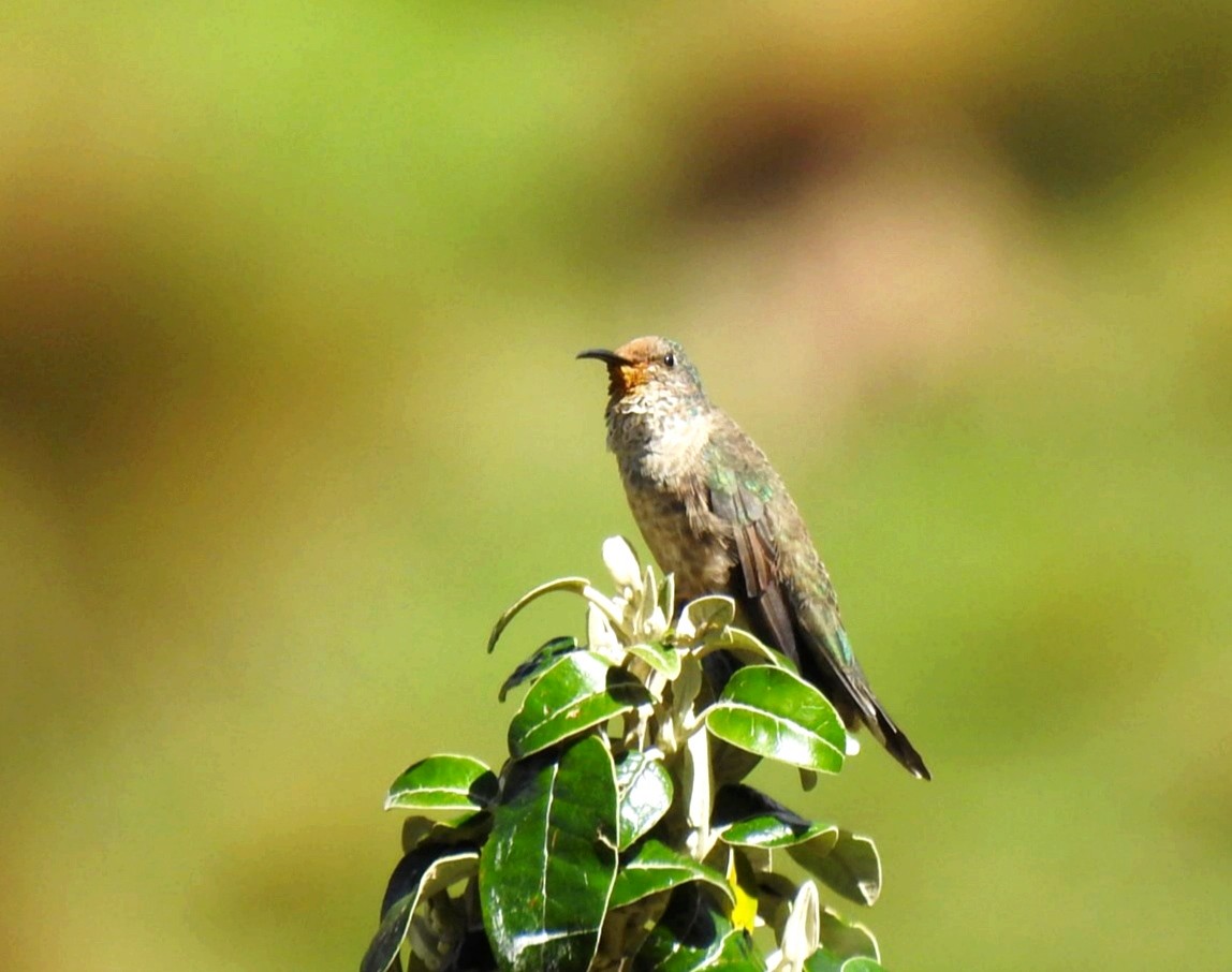 Ecuadorian Hillstar - ML647284867