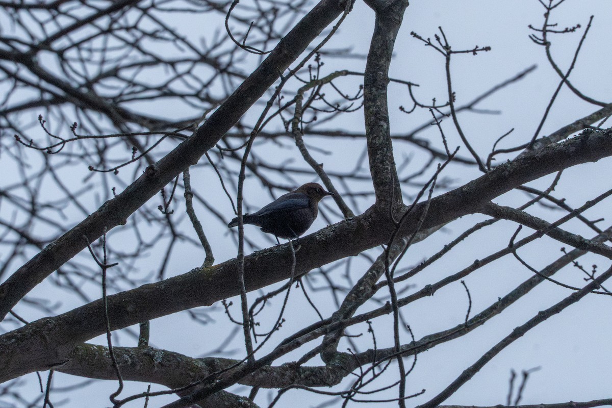Rusty Blackbird - ML647284874
