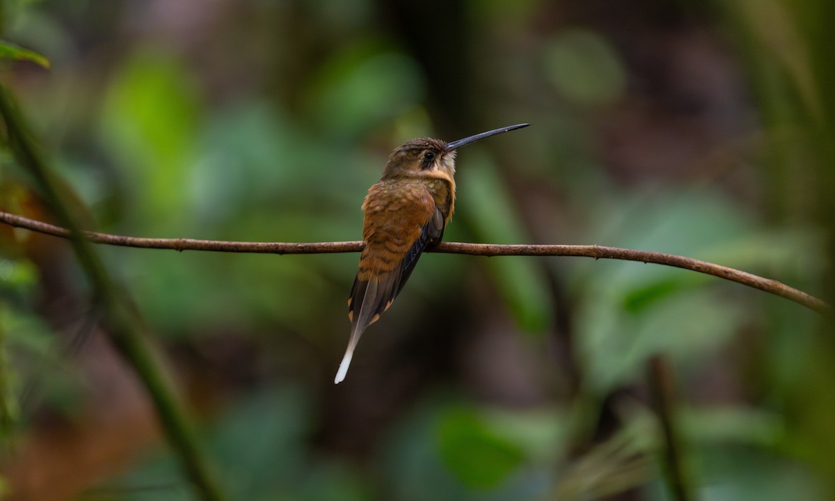 kolibřík olivohřbetý - ML647284877