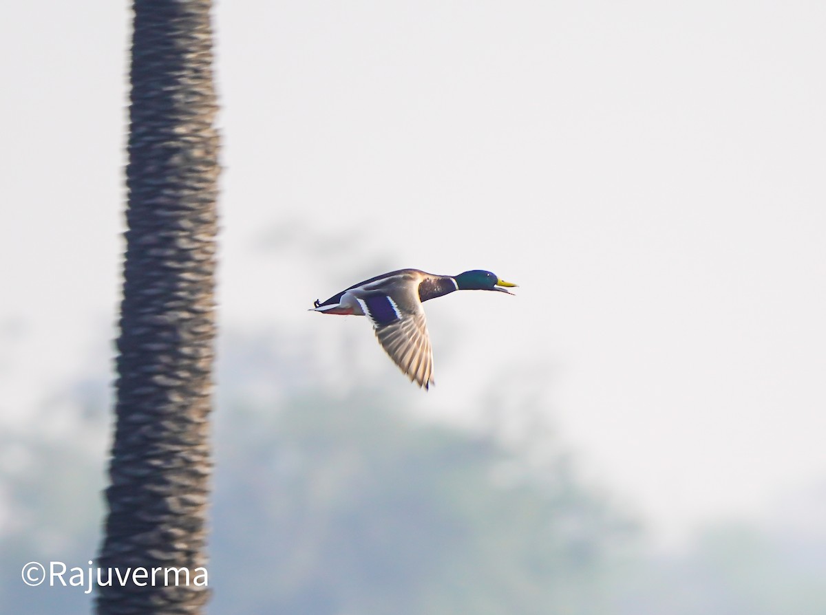 Mallard - ML647284879