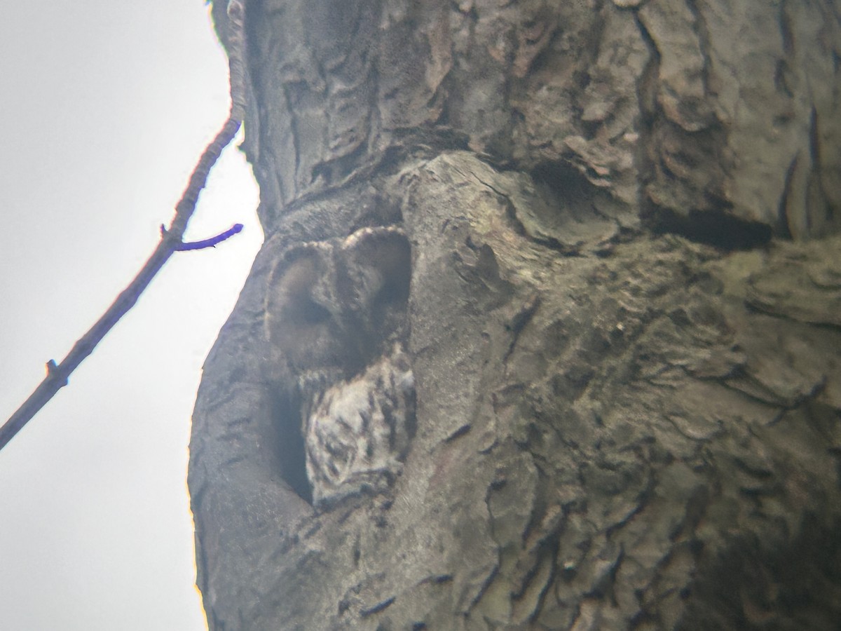 kattugle - ML647284884