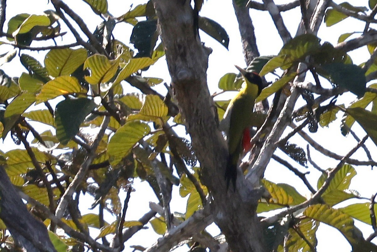 Black-headed Woodpecker - ML647284901