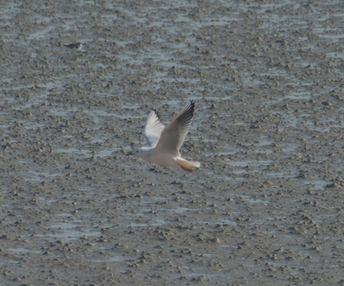 Морской голубок - ML647284903