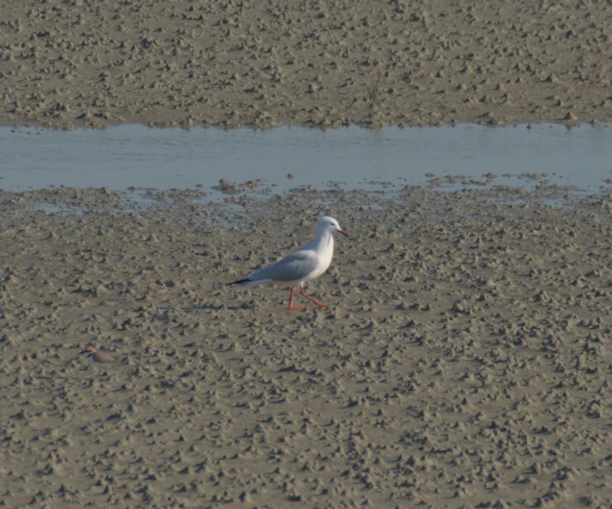 Морской голубок - ML647284906