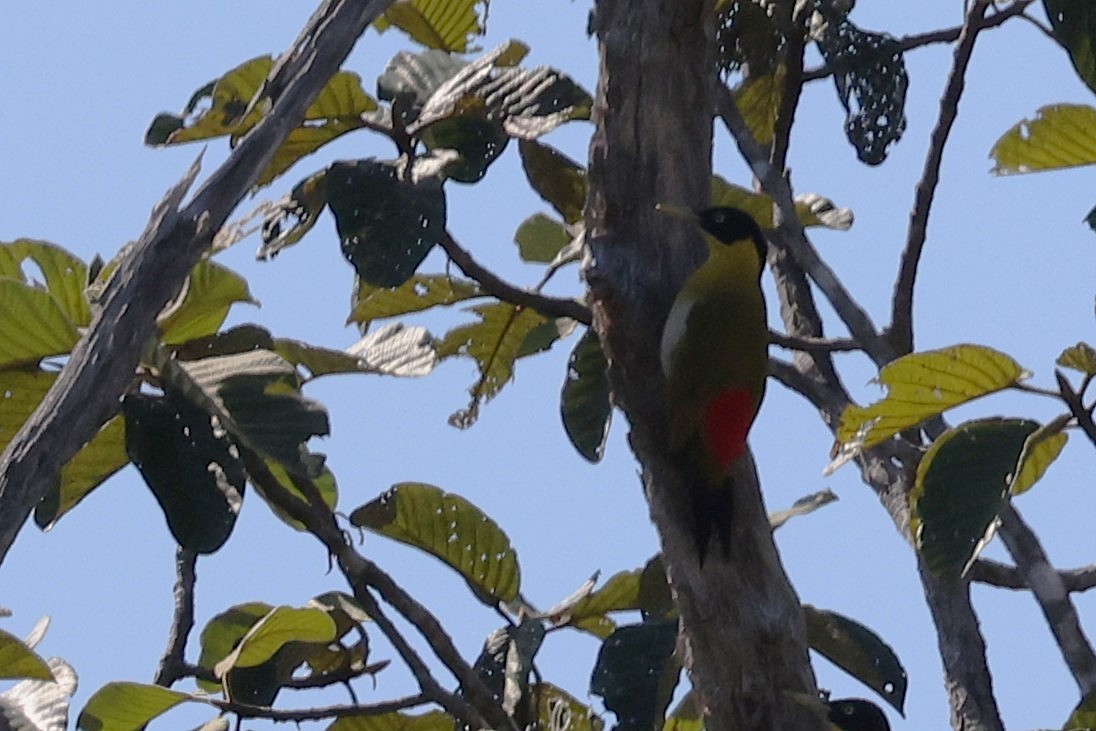 Black-headed Woodpecker - ML647284907