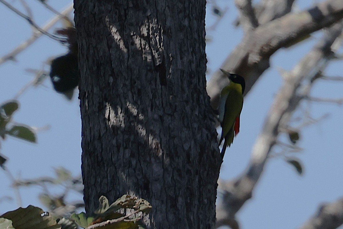 Black-headed Woodpecker - ML647284909