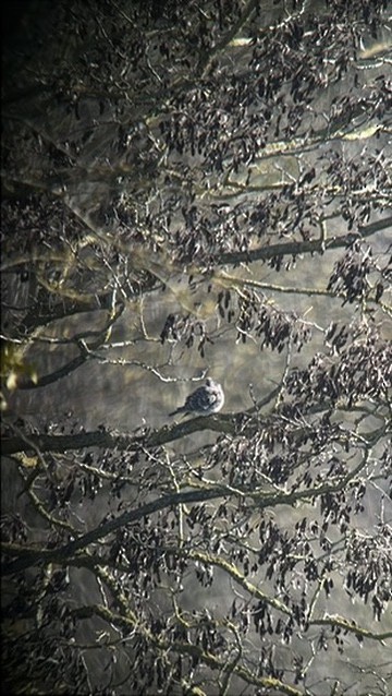 Oriental Turtle-Dove - ML647284911