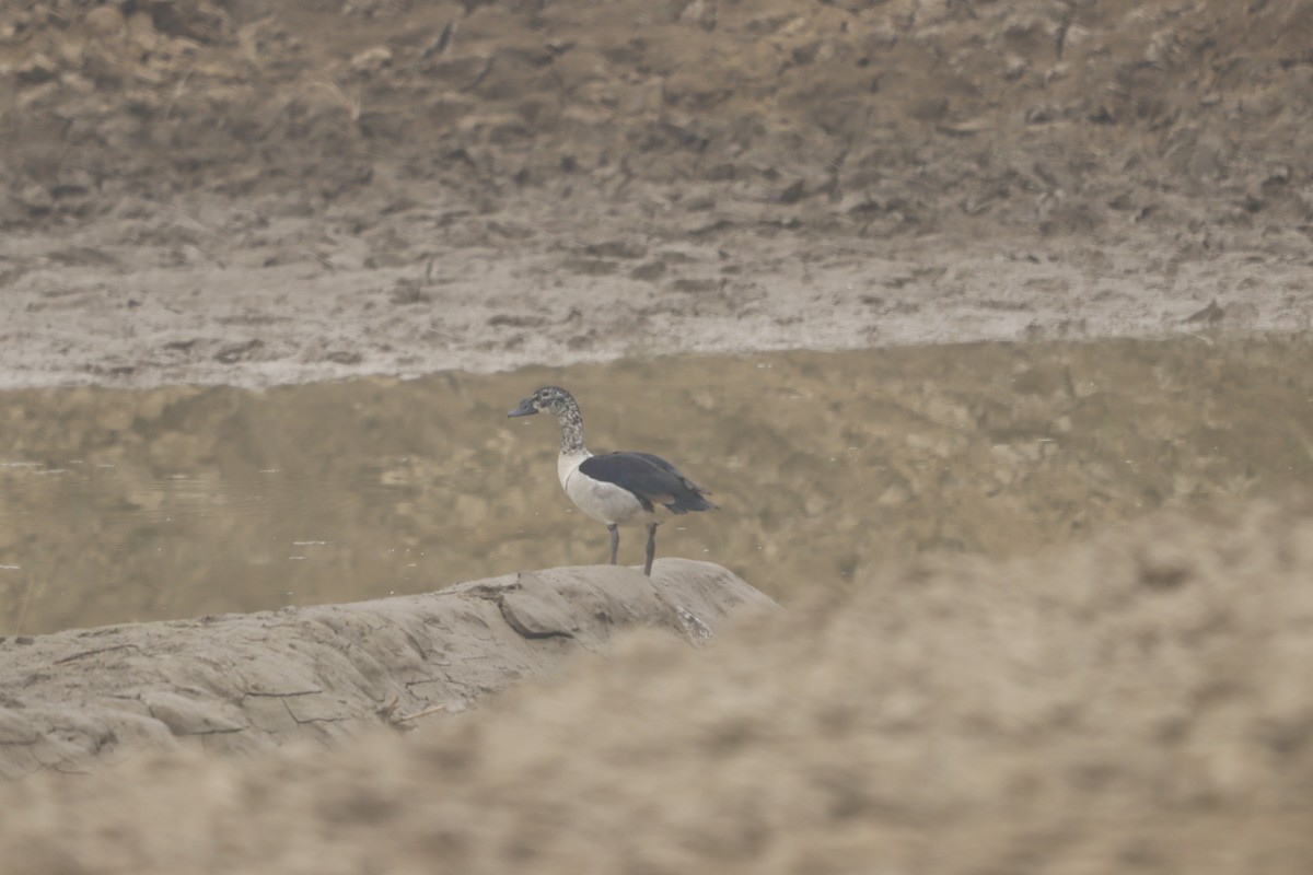 kamand - ML647284913