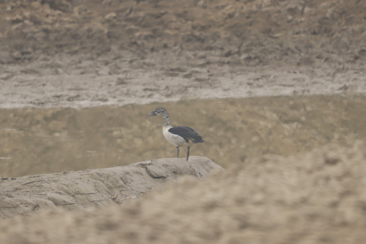 kamand - ML647284914