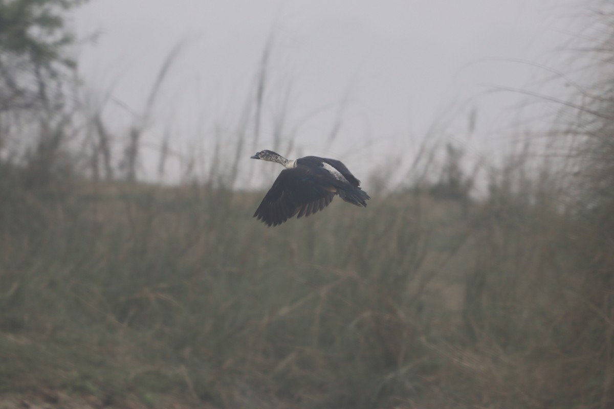 kamand - ML647284915