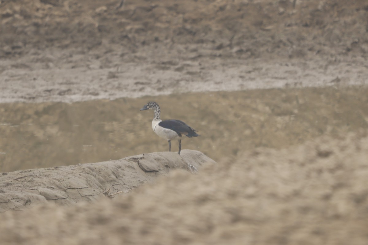 kamand - ML647284916