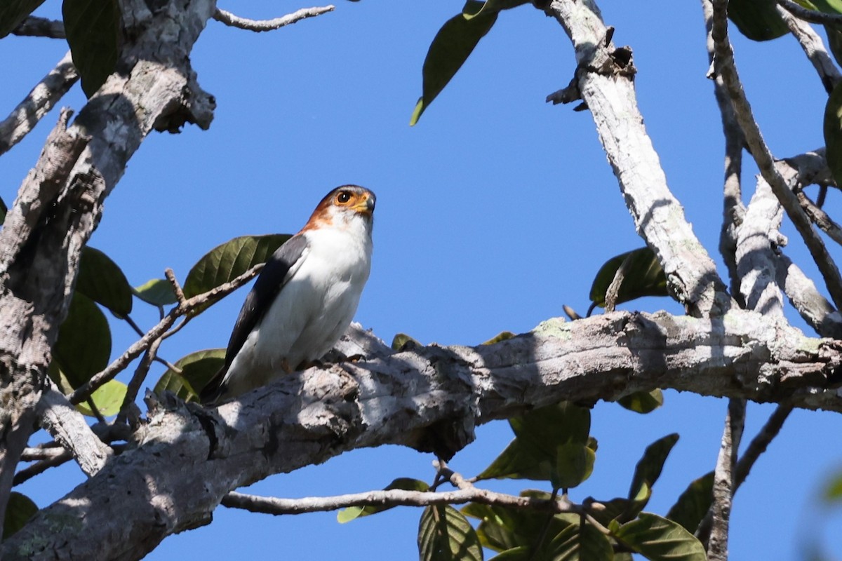 アジアコビトハヤブサ - ML647284917