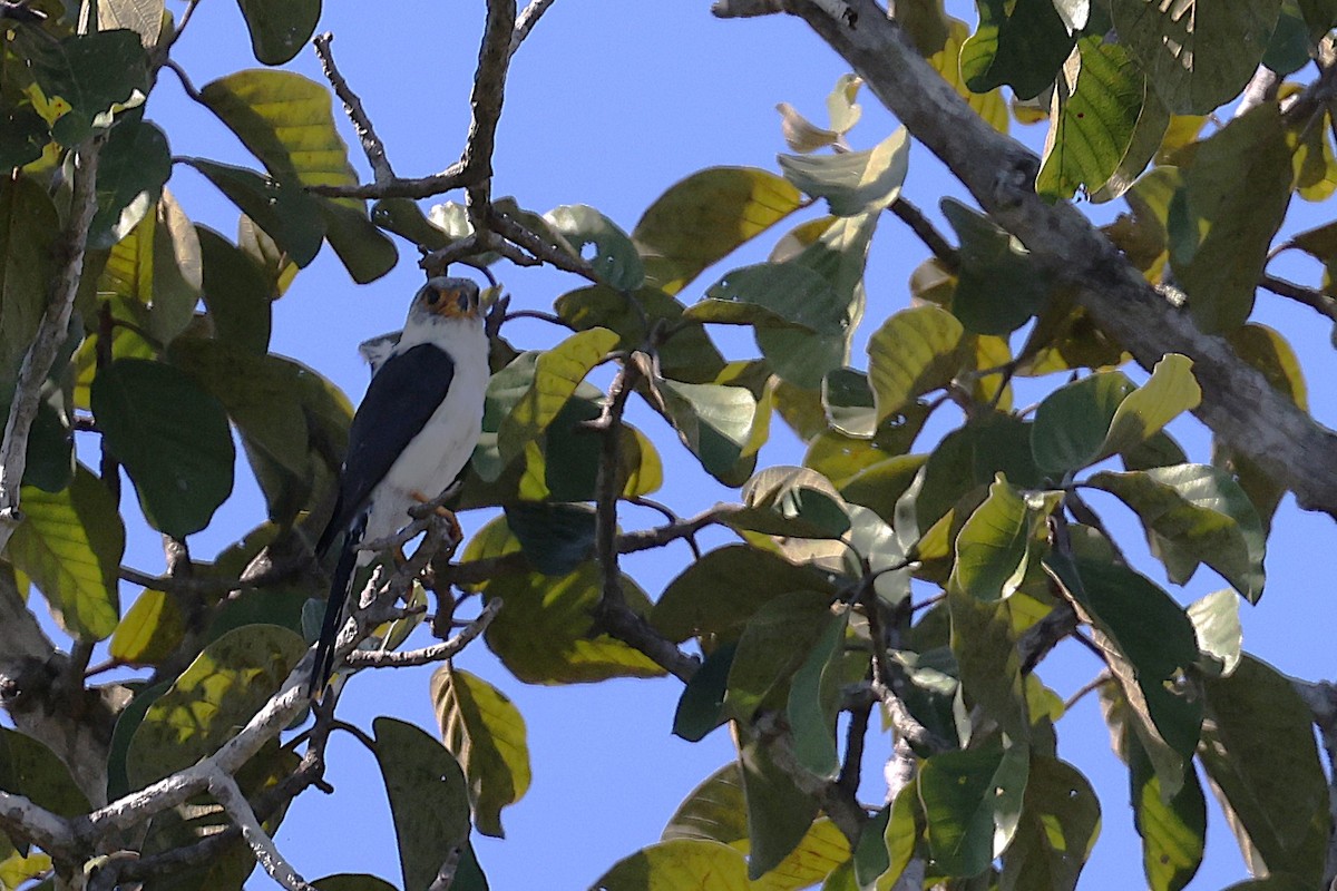 アジアコビトハヤブサ - ML647284933