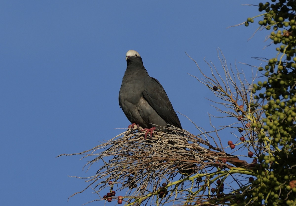 White-crowned Pigeon - ML647284934