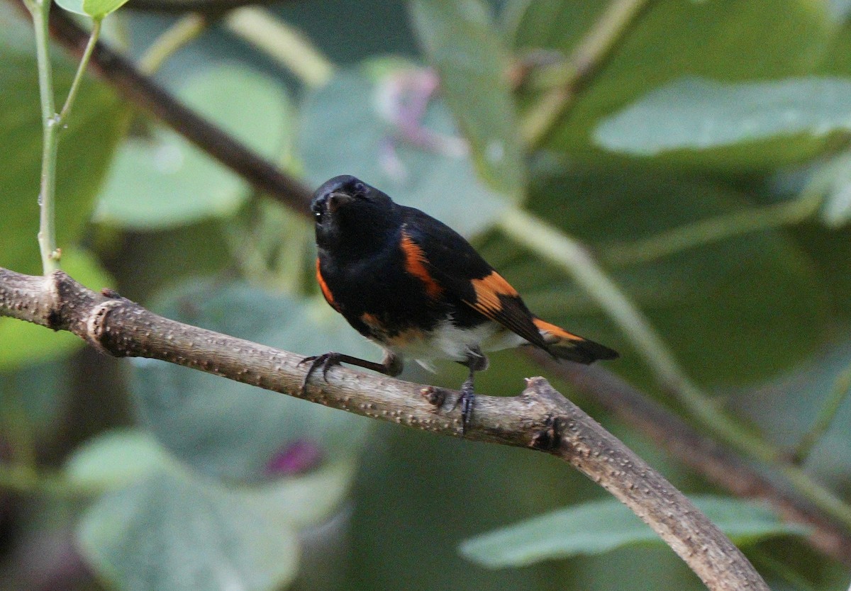 American Redstart - ML647284938