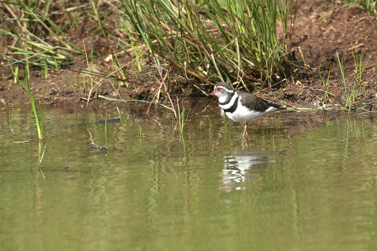 ミスジチドリ - ML647284940