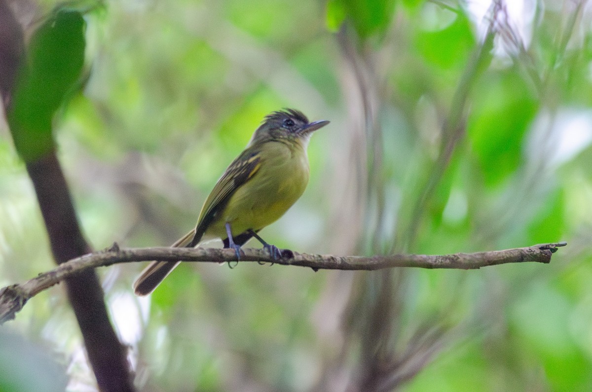 Yellow-olive Flatbill - ML647284944