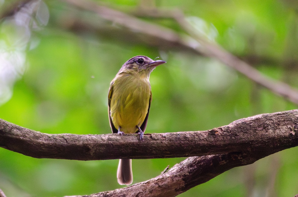 Yellow-olive Flatbill - ML647284945