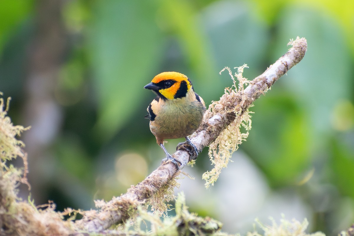 Flame-faced Tanager - ML647284946